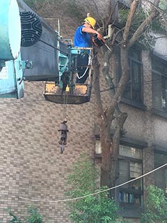 台北市內湖區吊車-鋸樹