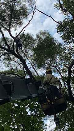台北市中山區吊車-自強遂道口鋸樹
