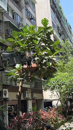 信義區吊車