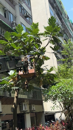 信義區吊車